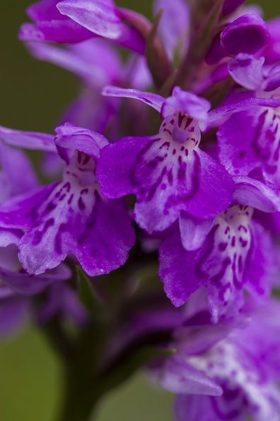 orchidée 3