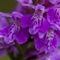 orchidée 3